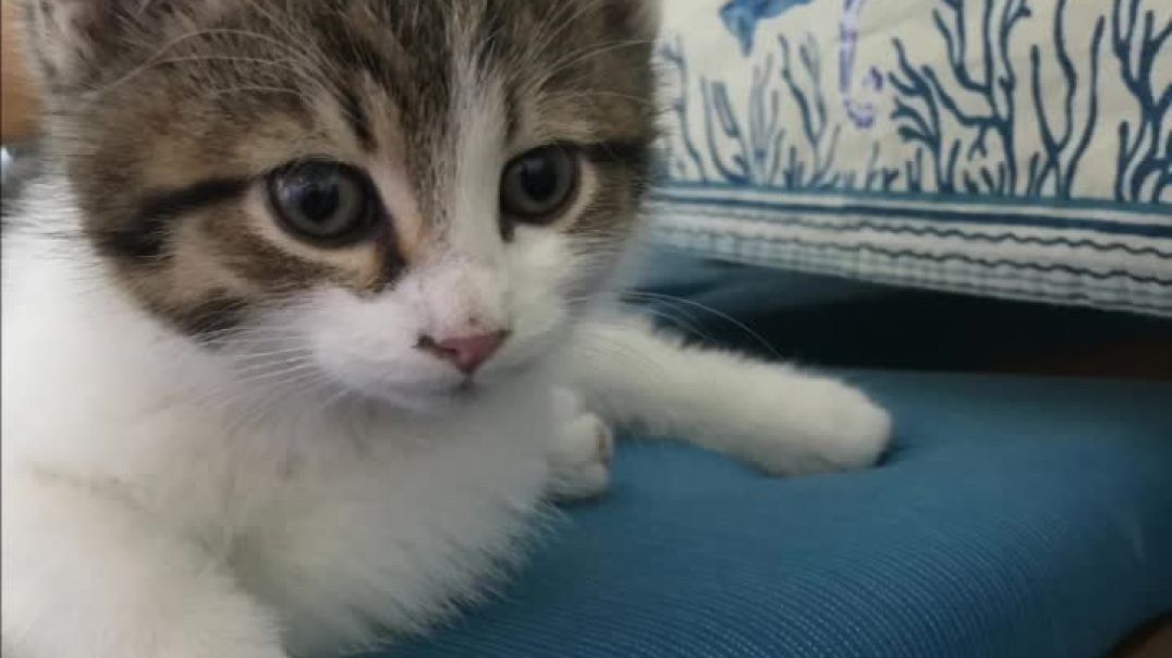 ⁣Half Siberian Kitten 6 Weeks to 3.5 Months