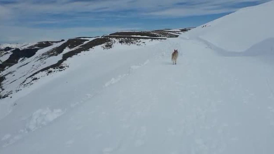⁣Siberian Husky finally gets to see snow