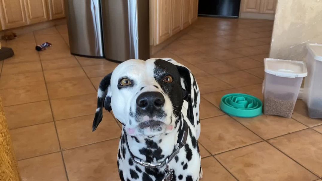 ⁣Denali the Dalmatian Tells You How to Protect Your Online Identity