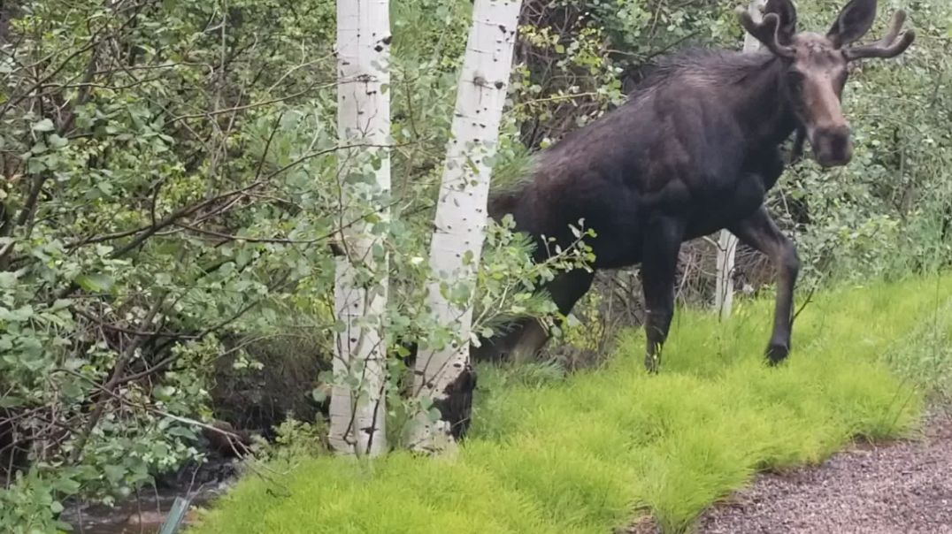 ⁣Young Moose Plunking In The Stream