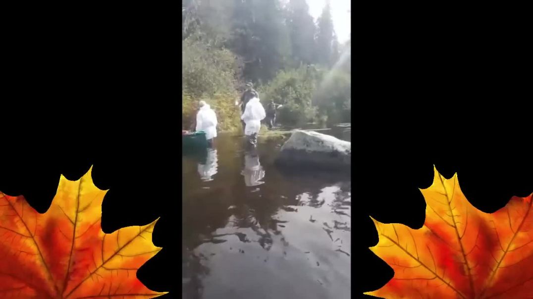 Environmental Agents in Hazmat Suits caught Poisoning Fish in New Brunswick River  Sept 8th 2022-SgV