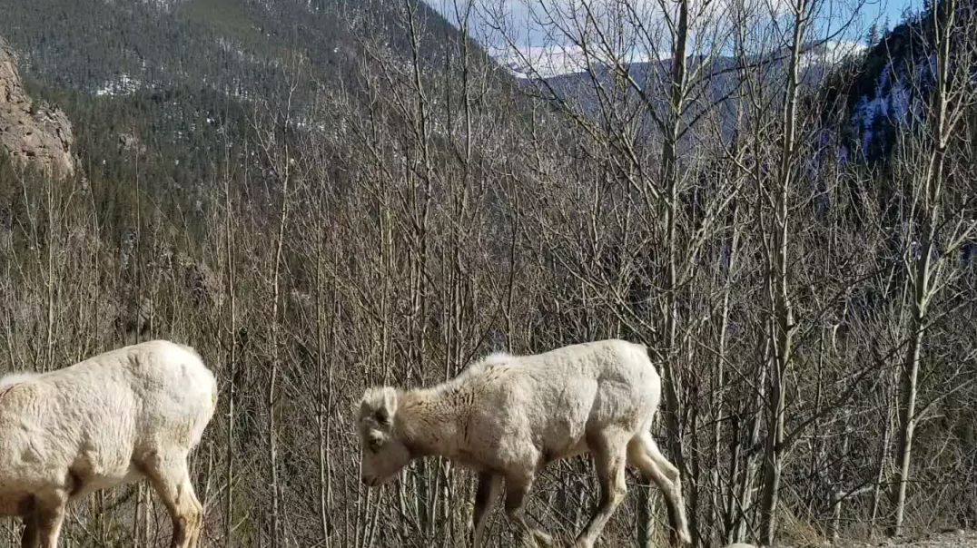 ⁣Mountain Goats In The Rockies