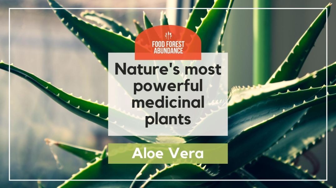 Nature’s most powerful medicinal plants: Aloe Vera