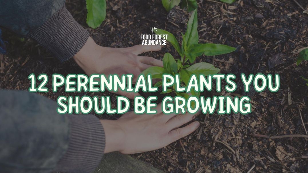 12 Perennial Plants You Should be Growing