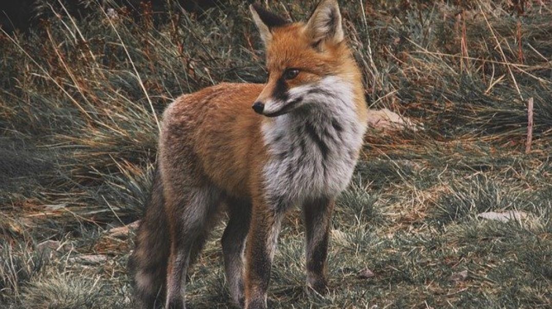 â�£Lady Fox Calling For A Mate