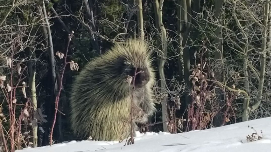 ⁣Porcupine at 10,000 feet altitude in the Rockies