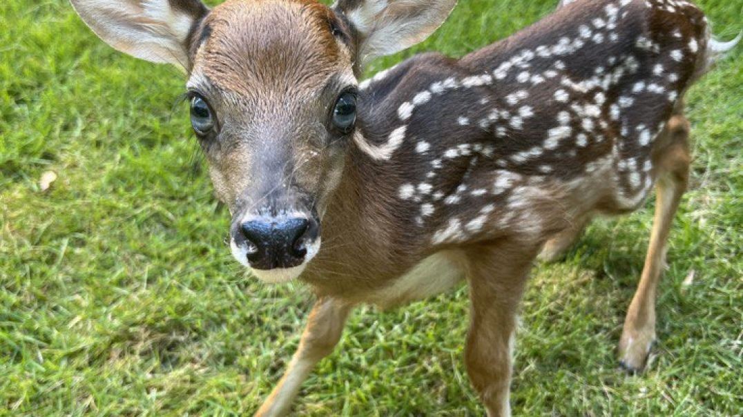 This Little Fawn Trusts The Way Children Trust.