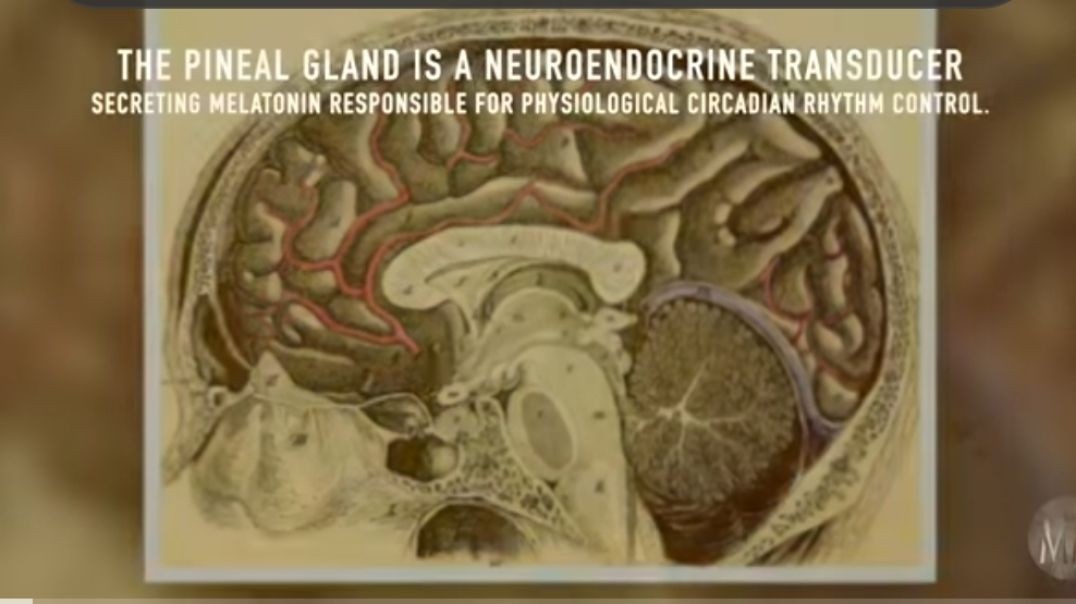 What Happens to the Penial Gland When We Meditate