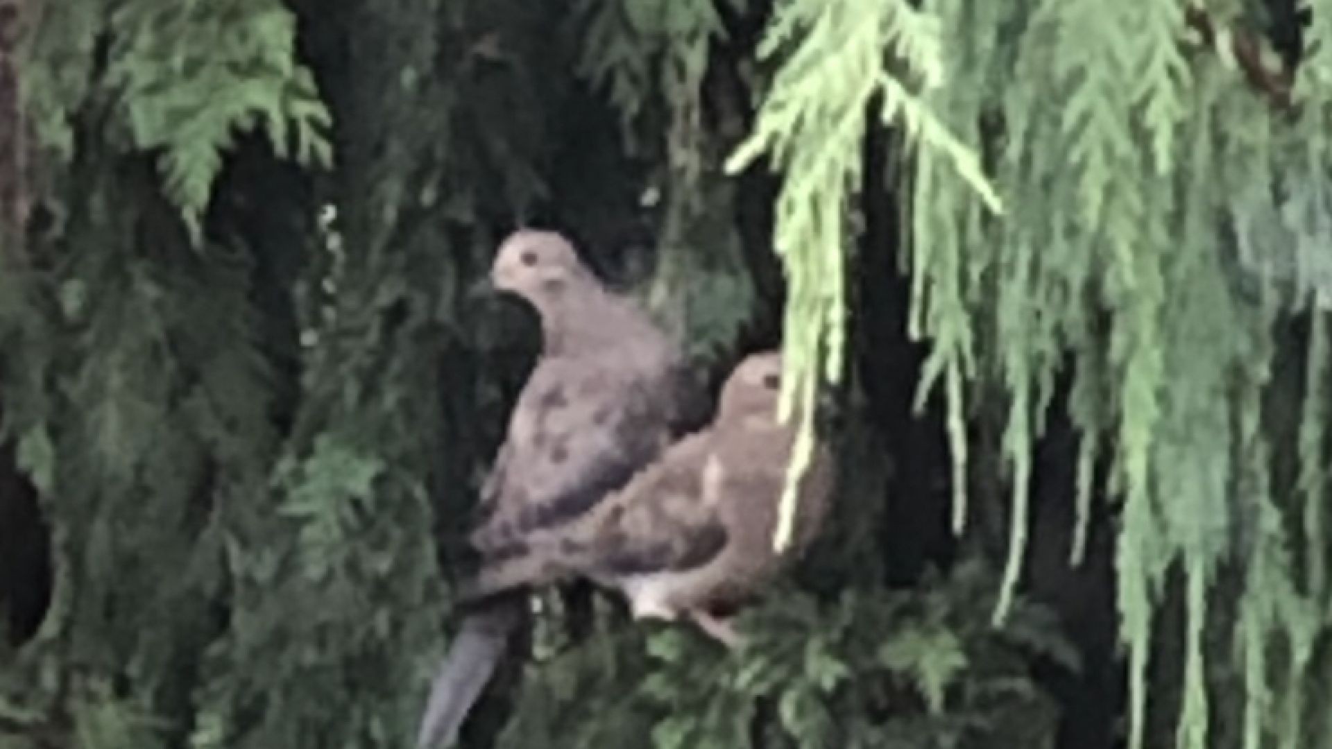 Mourning Dove Calls and Sounds (2022) - The THREE noises these birds make!