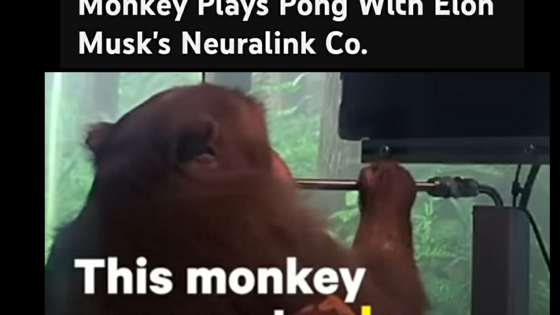 Monkey Plays Pong With Elon Musk's Neuralink Co.