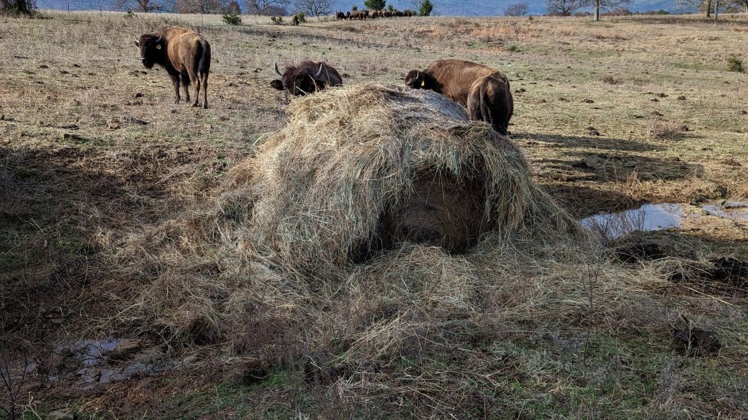 Putting Bison to work to Prevent Erosion