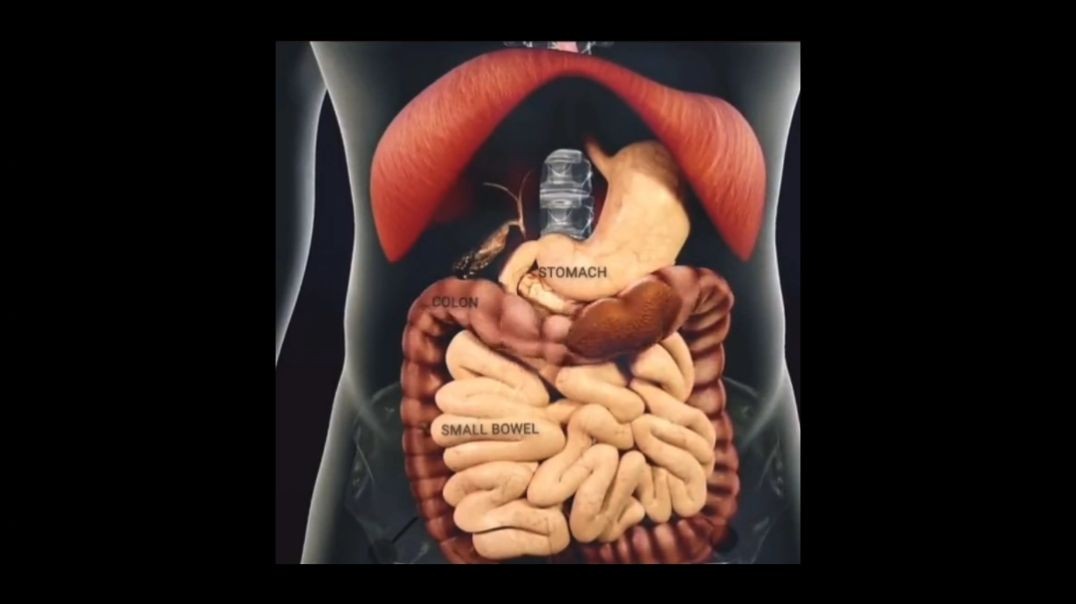 The Digestive System