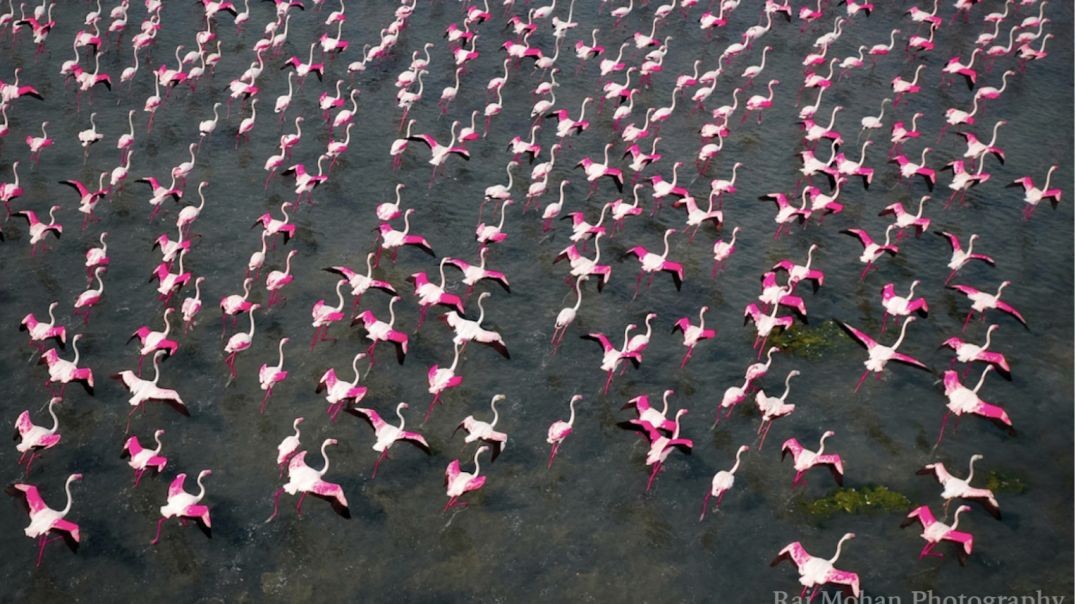 Raj Mohan Captures Beautiful Flamingo Migration Drone Pics!   Epoch Times (link below)