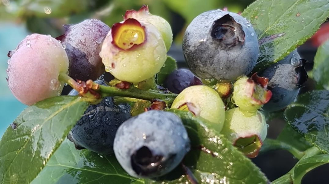 How to GROW Blueberries in a RAISED Garden Bed. (Mark's link below)