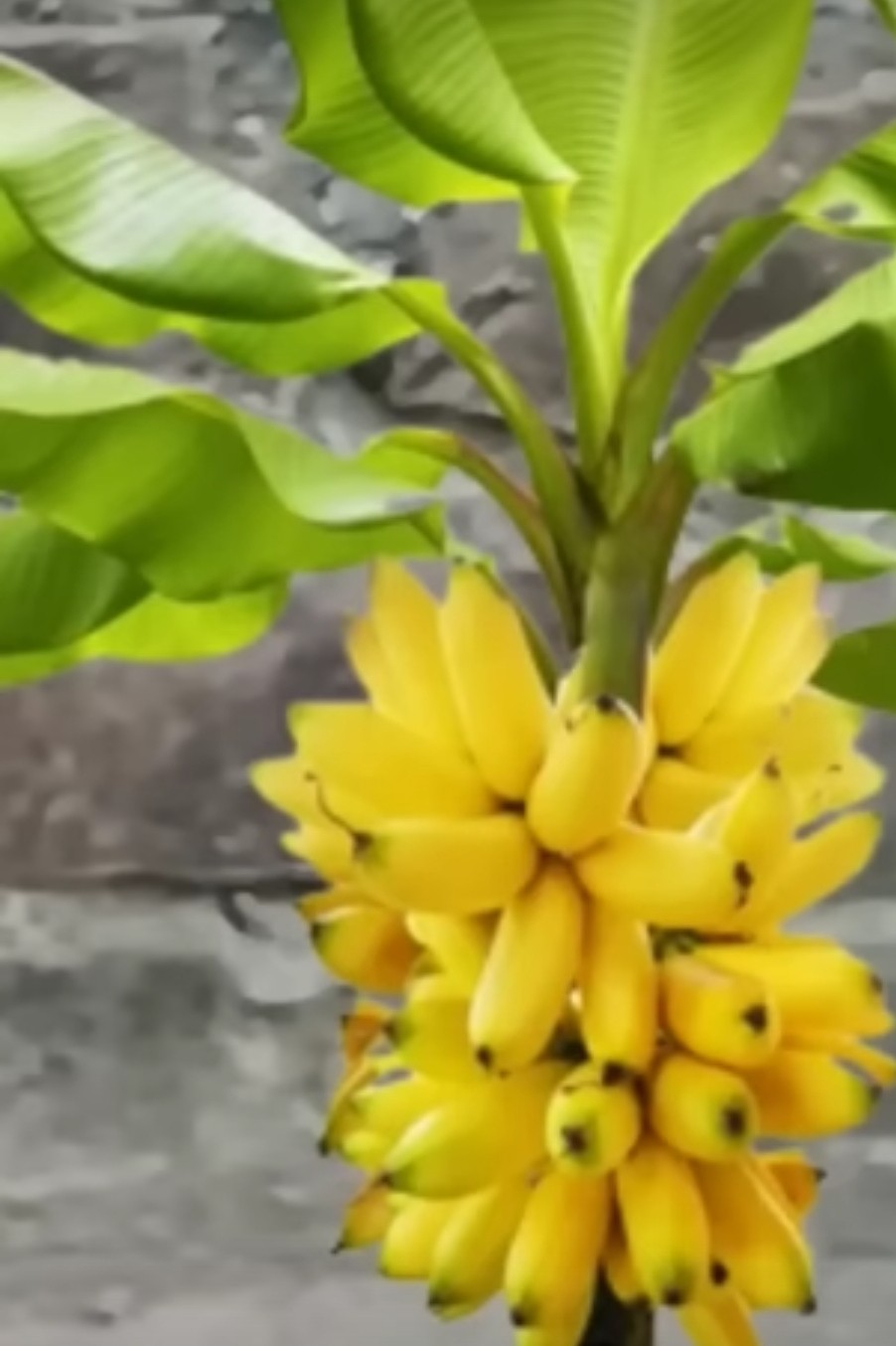 Grow Banana Tree from Plantain Flower🍌