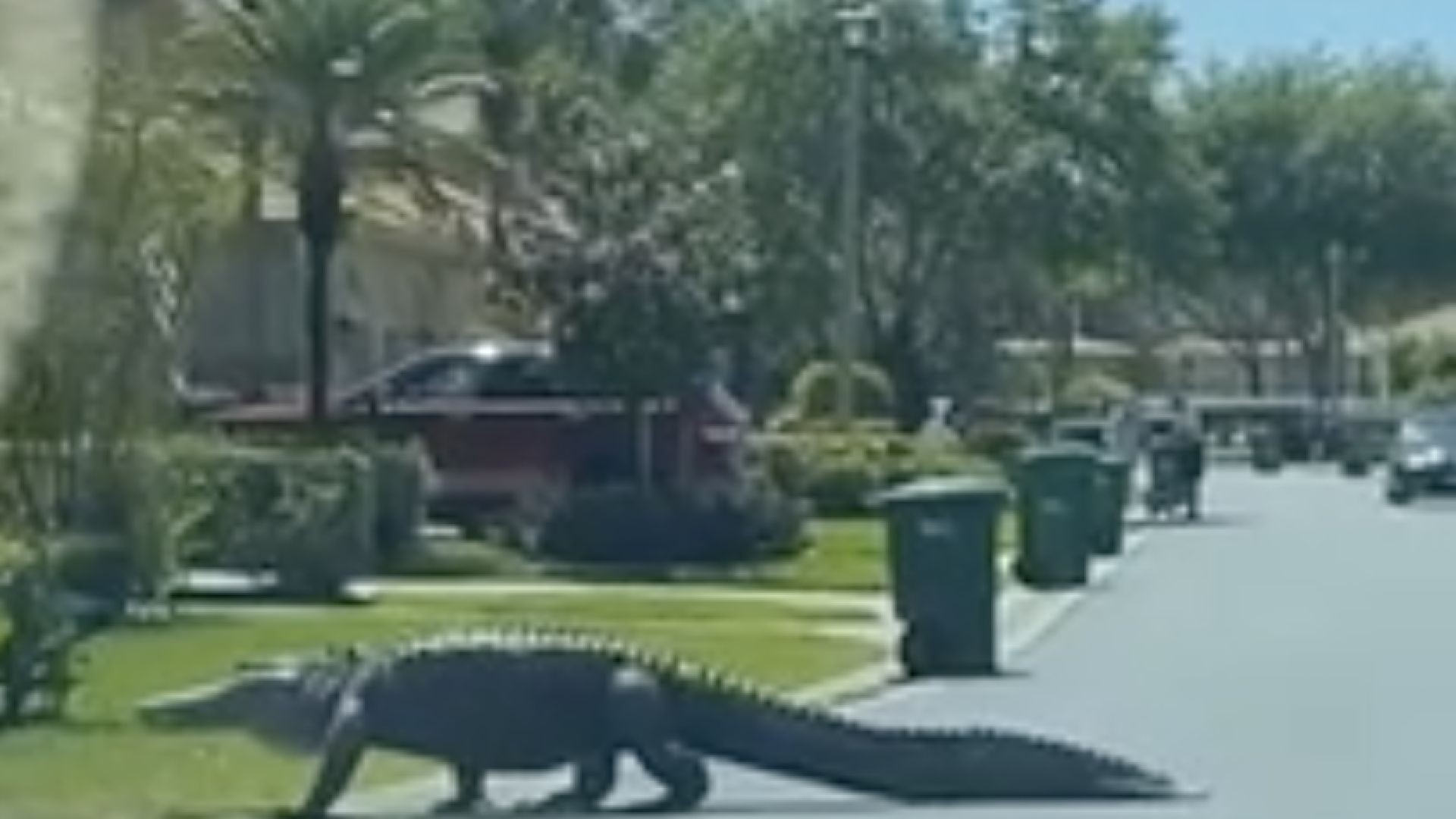 Massive alligator spotted in Naples community as mating season nears