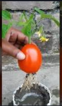 Grow Tomato by Unique Way🍅