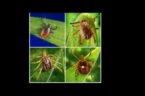 Is Lyme Disease the Result of a Bioweapon Gone Wrong?