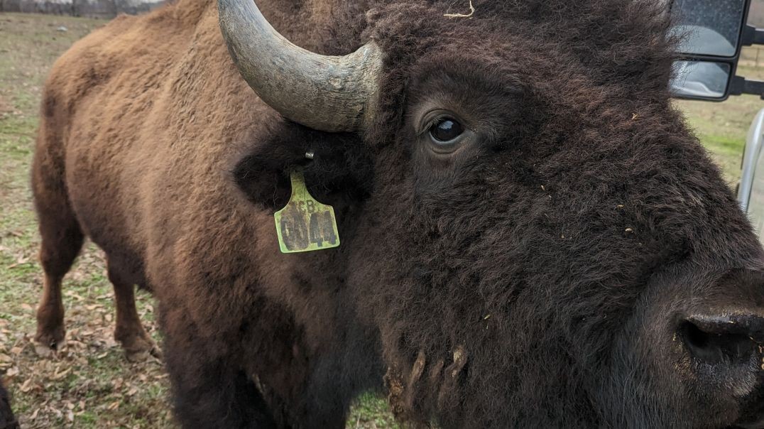 How Chickens Can Help Bison