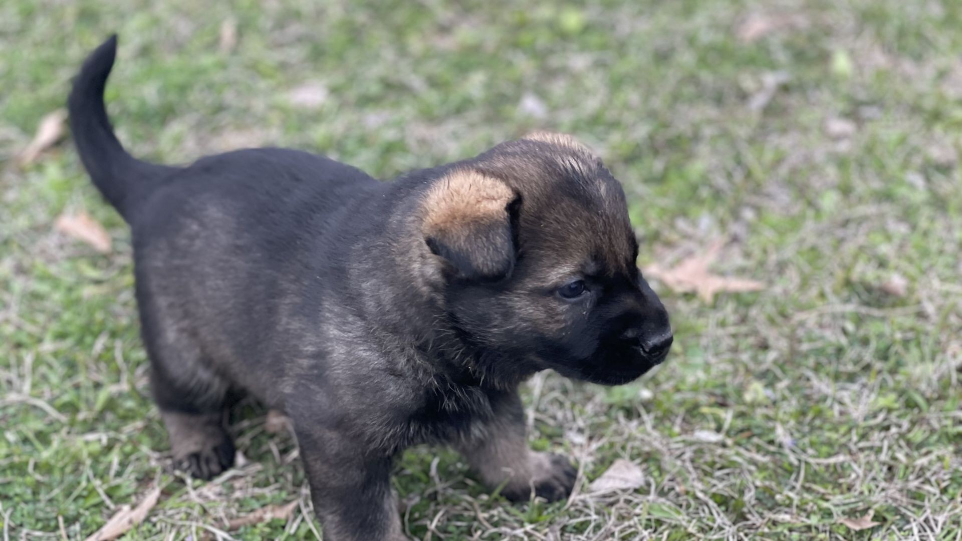 Best Black German Shepherd Puppies - Available After April 13, 2023