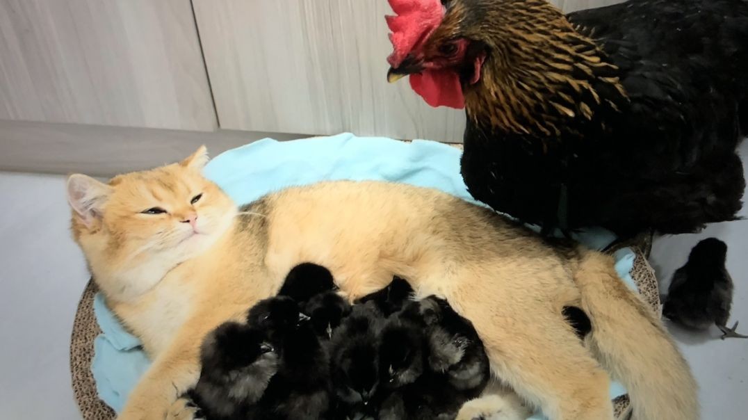 Cute Cat with Baby Chicks    (Full video link below)