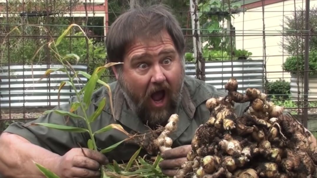 5 Tips How to Grow a Ton of Ginger in One Container or Garden Bed  (link below)