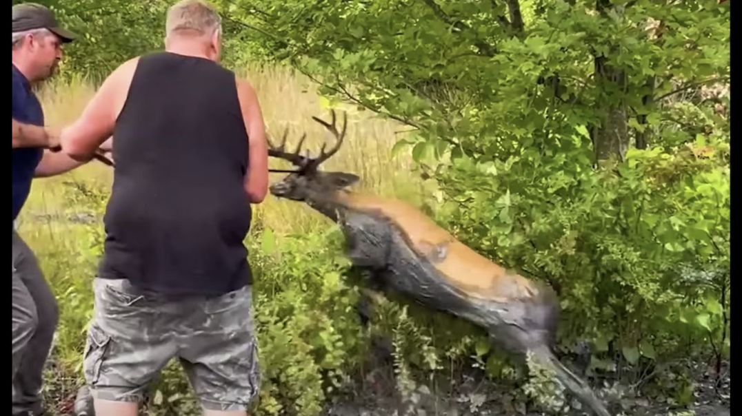 Compassionate Men Rescue Buck Stuck In Mud  (link below)