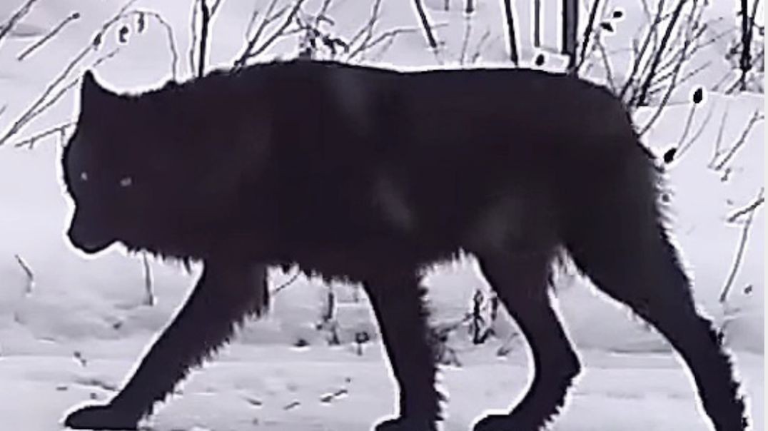 ‘It’s Almost Surreal’: Rare Lone Black Wolf Caught on Wildlife Camera in Minnesota