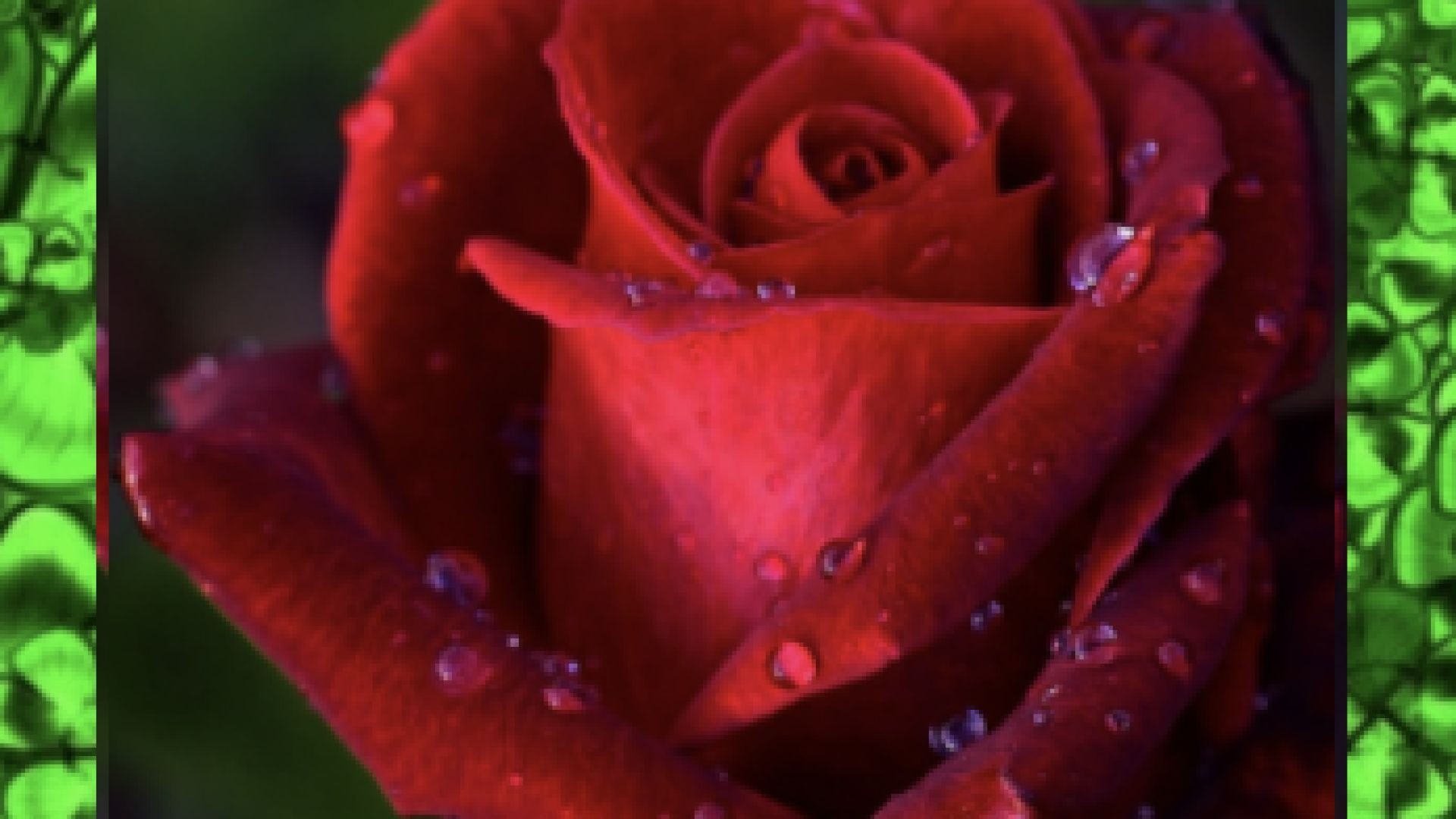 Wonderful Wednesday - 'La Vie En Rose' : Michael Bublé  (ft. Cécile McLorin Salvant)