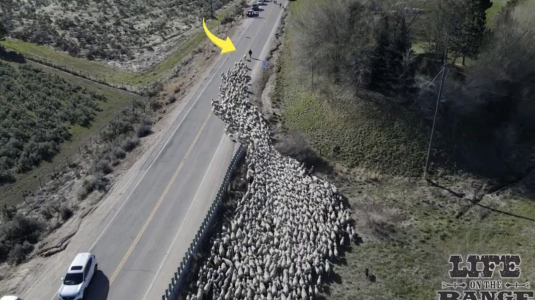 People Thrilled to Watch 2,500+ Sheep Streaming Down Idaho’s Largest Highway LINK ⬇️