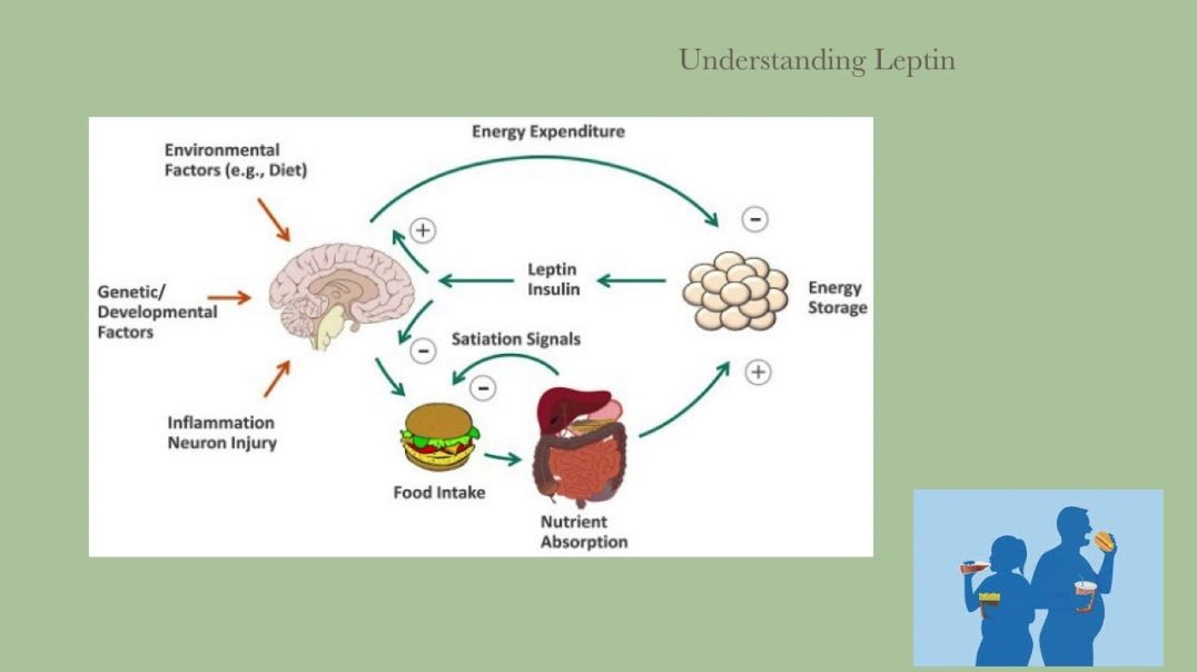 Dr. Kevin Conners - Leptin Balancer