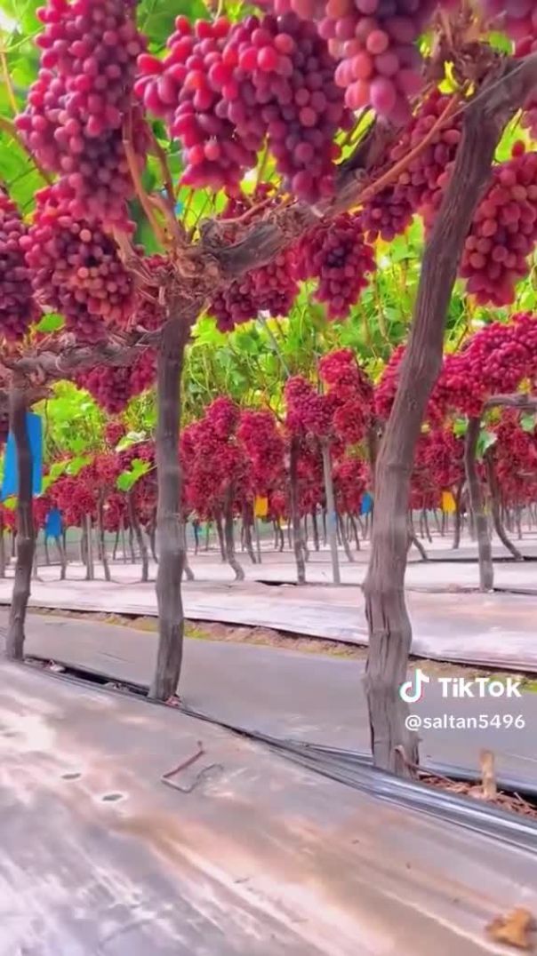 Sultan Grapes