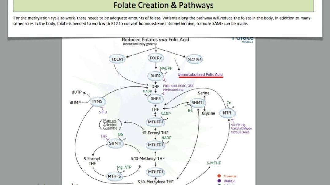 Genetics - Methylation