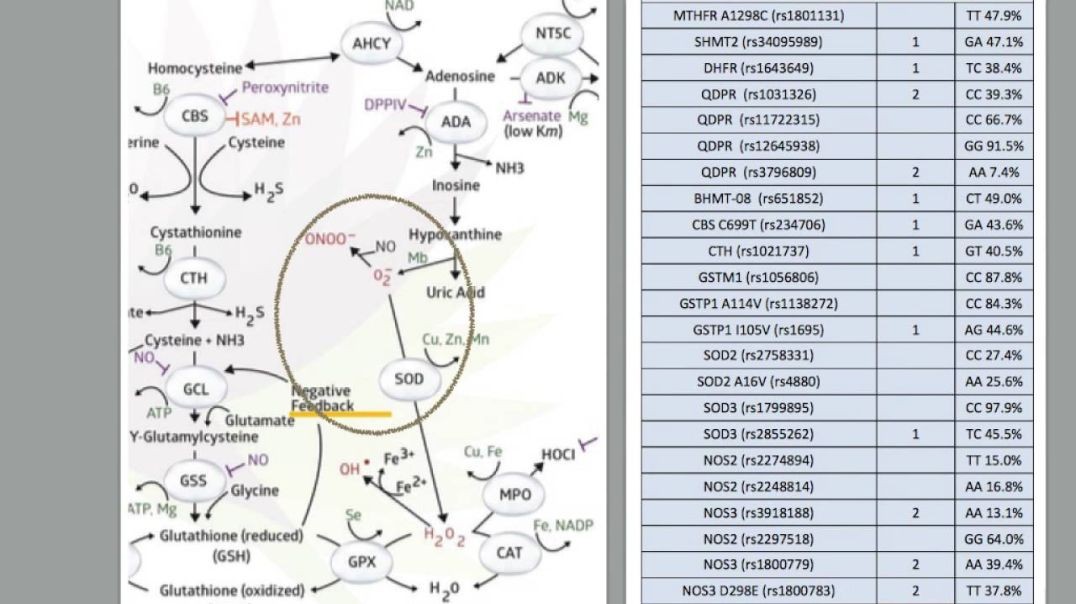 Genetics - Detoxification