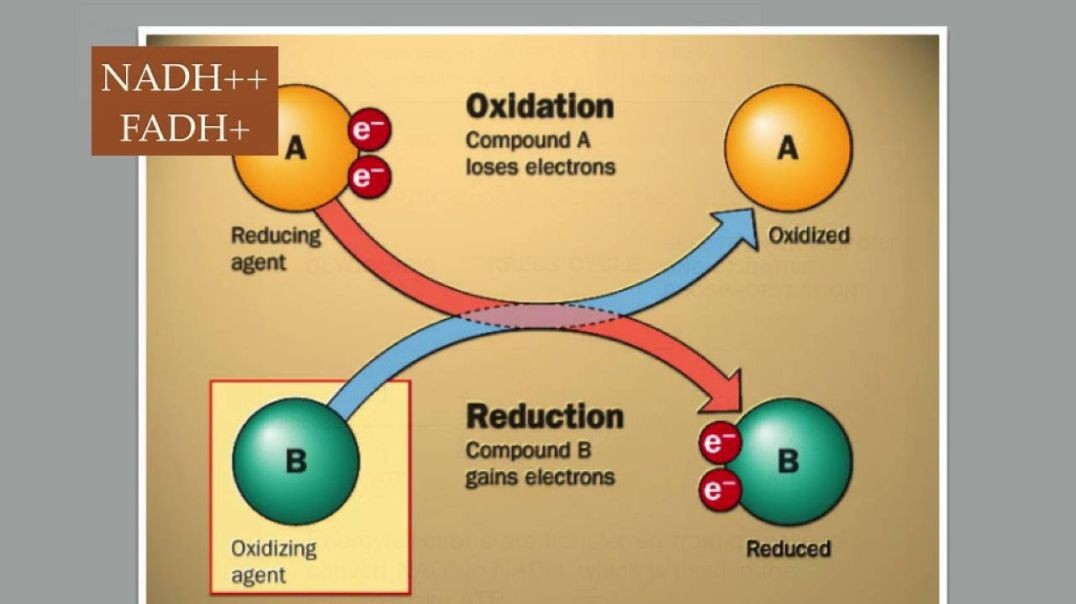 Genetics - Energy Production