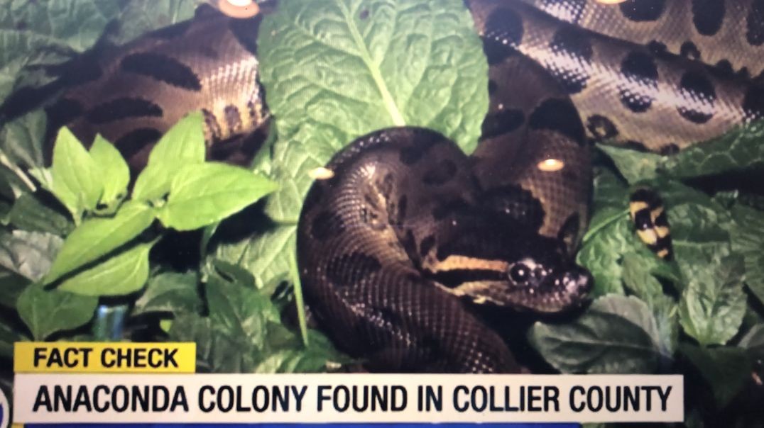 Anaconda Colony Found in Collier County...