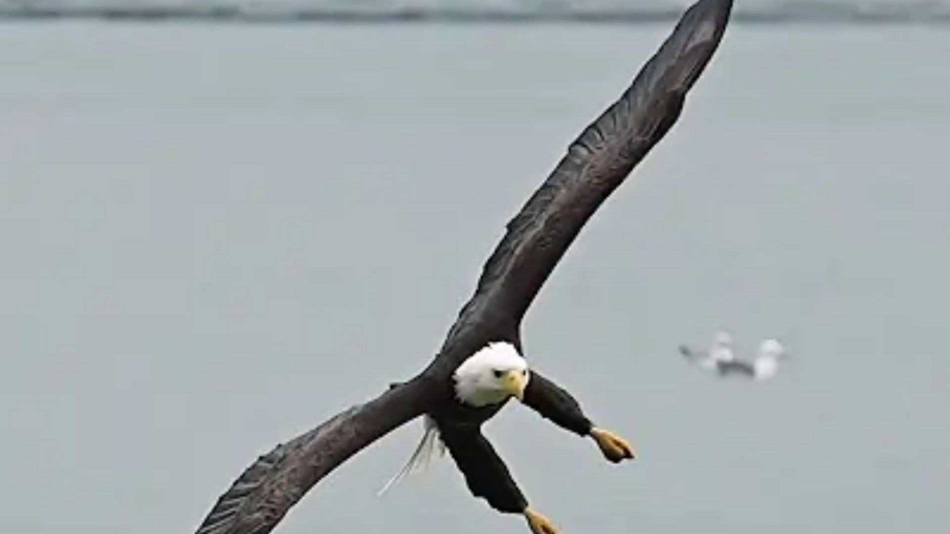 The Eagle a Beautiful Animal