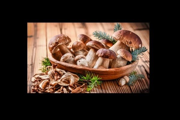 Mushrooms: For Human Health and Wellness