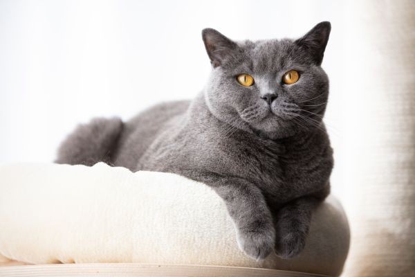 British Shorthair Cat Care & Well-Being
