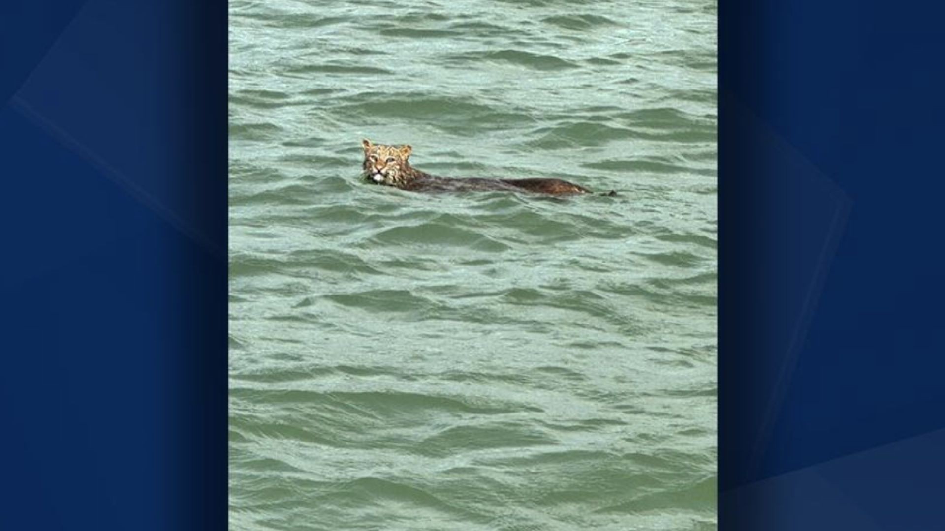 Couple spots bobcat enjoying a swim near Marco Island