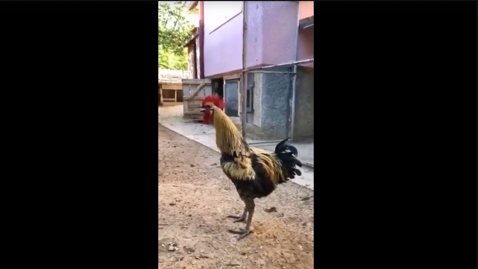 King Rooster