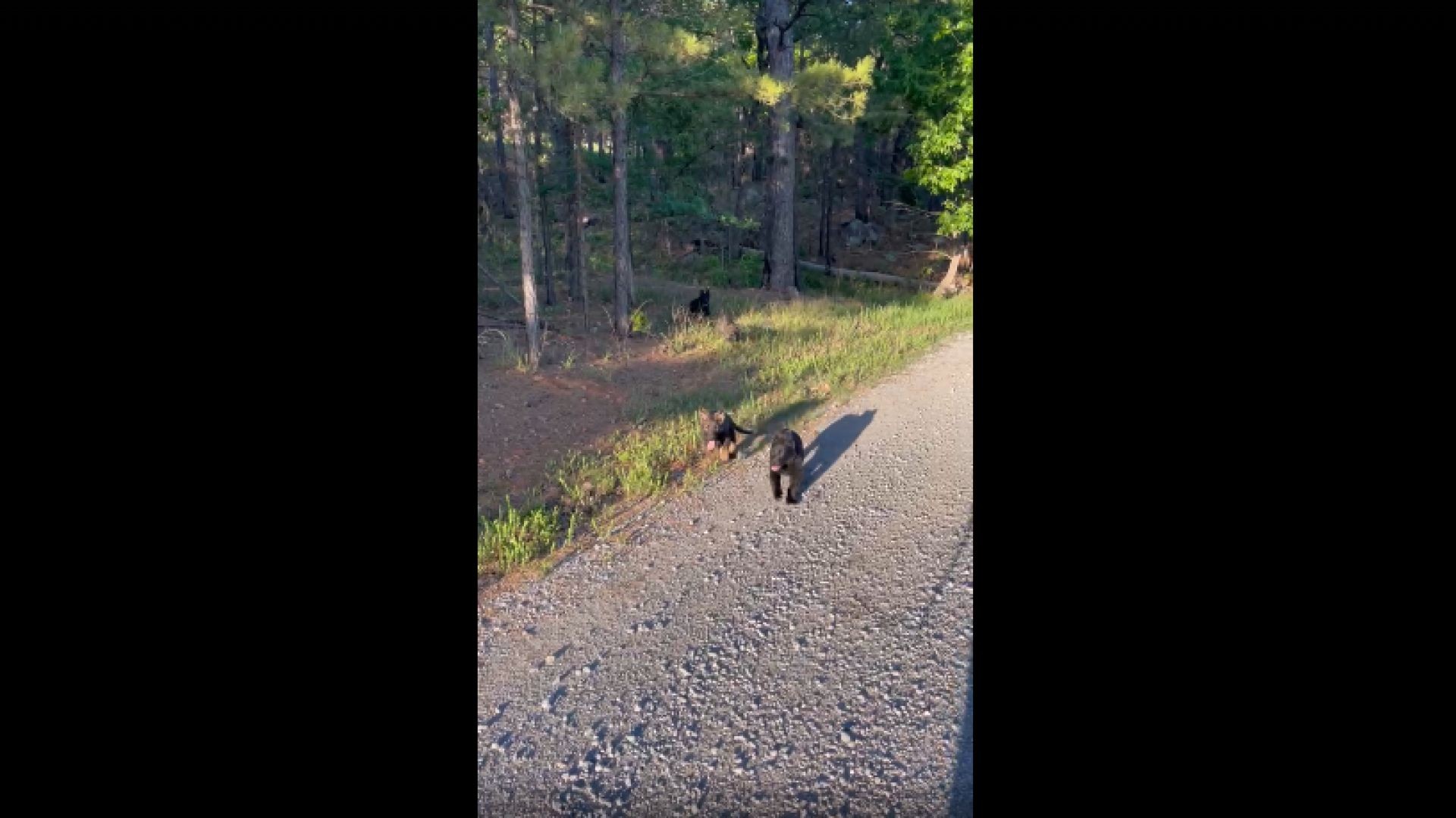 Pack of Puppers Following Dad Through the Woods