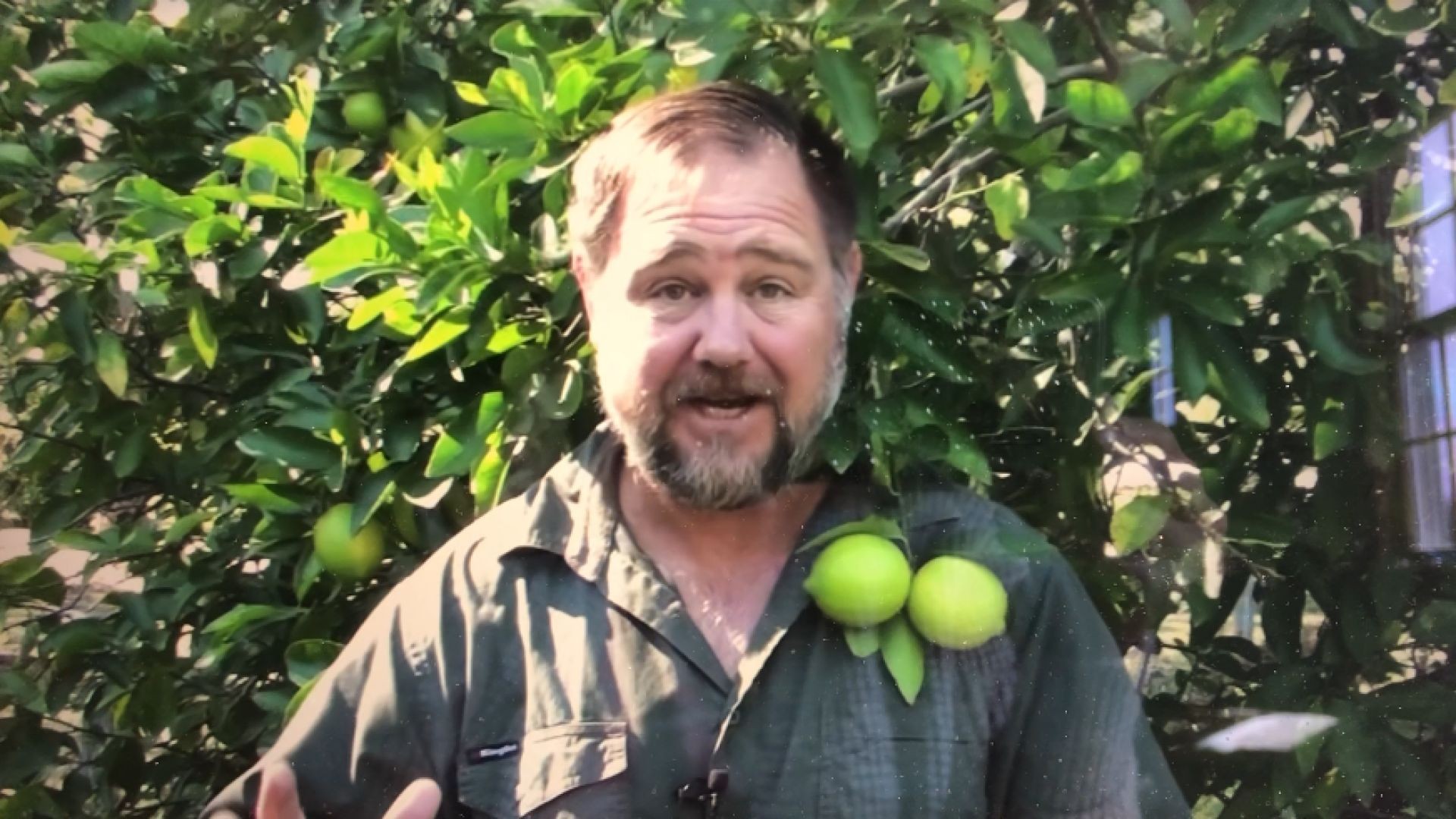 5 Tips How to Grow a Ton of Limes on One Tree - Totally Organic!  Mark's link below