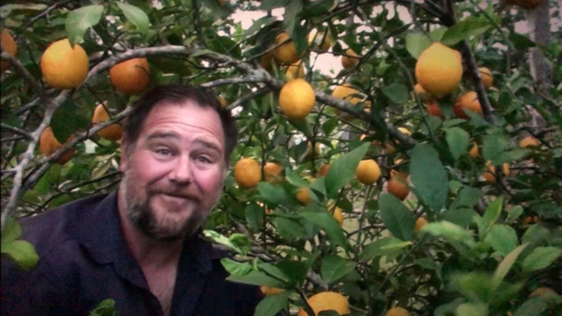 5 Tips How to Grow a Ton of Lemons on One Tree  (Mark's link below)