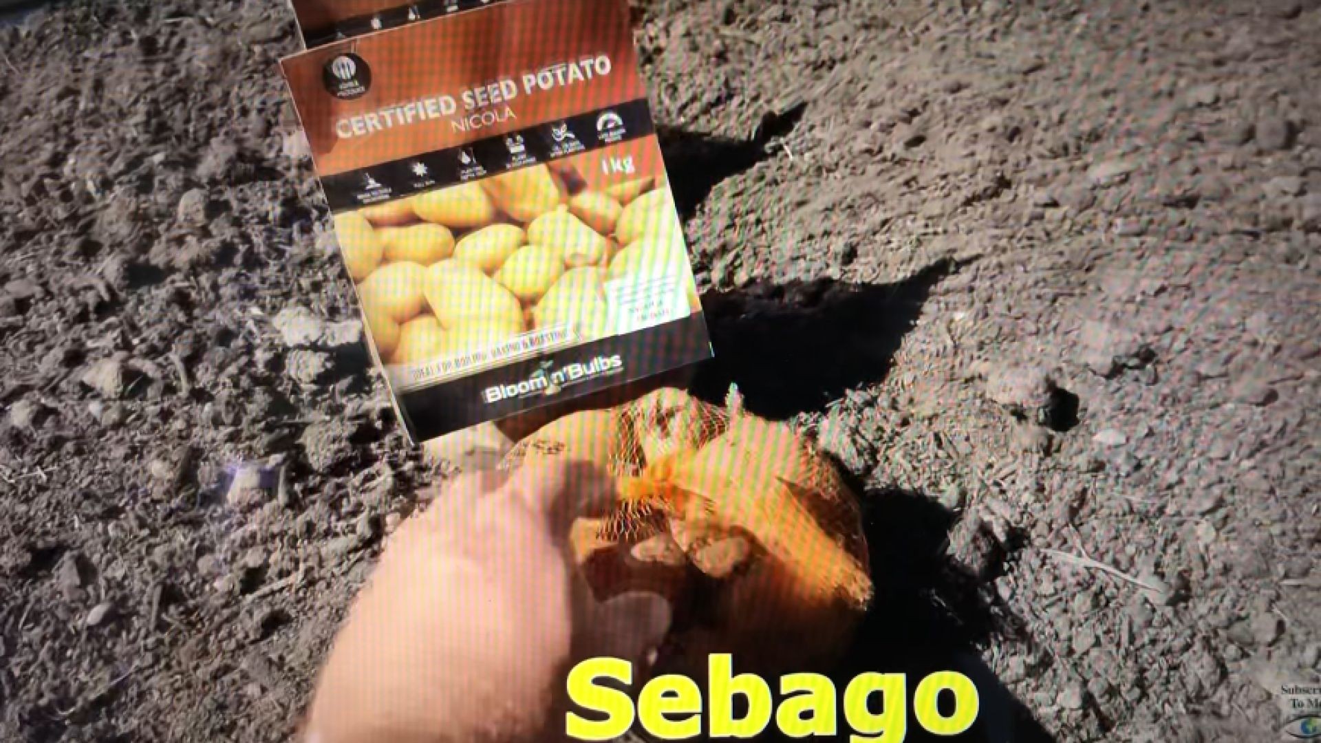 I Grew Potatoes 3 Ways to See What Method Is Best?  Mark's link below