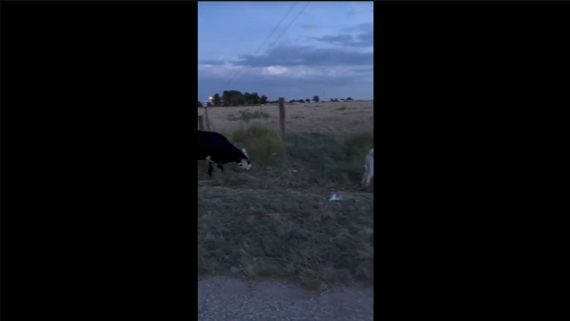 Side of the road grazing
