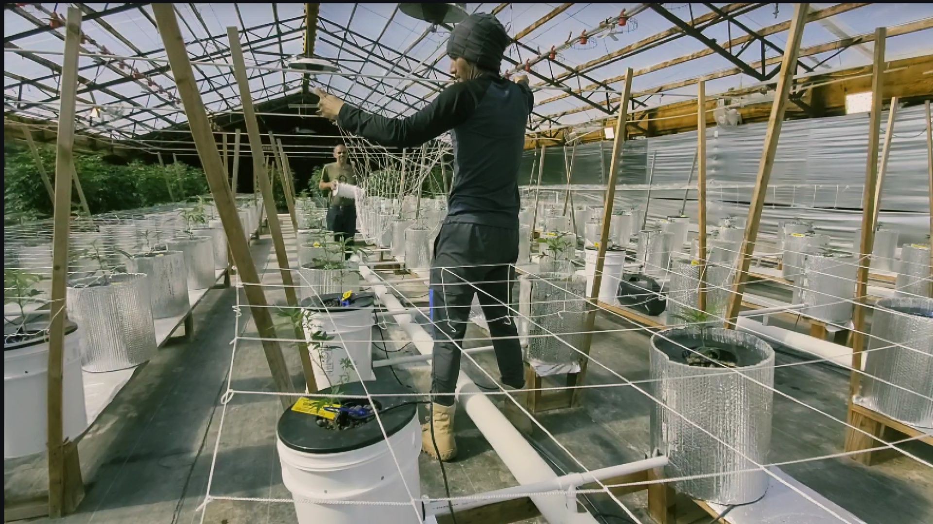 Trellis Net