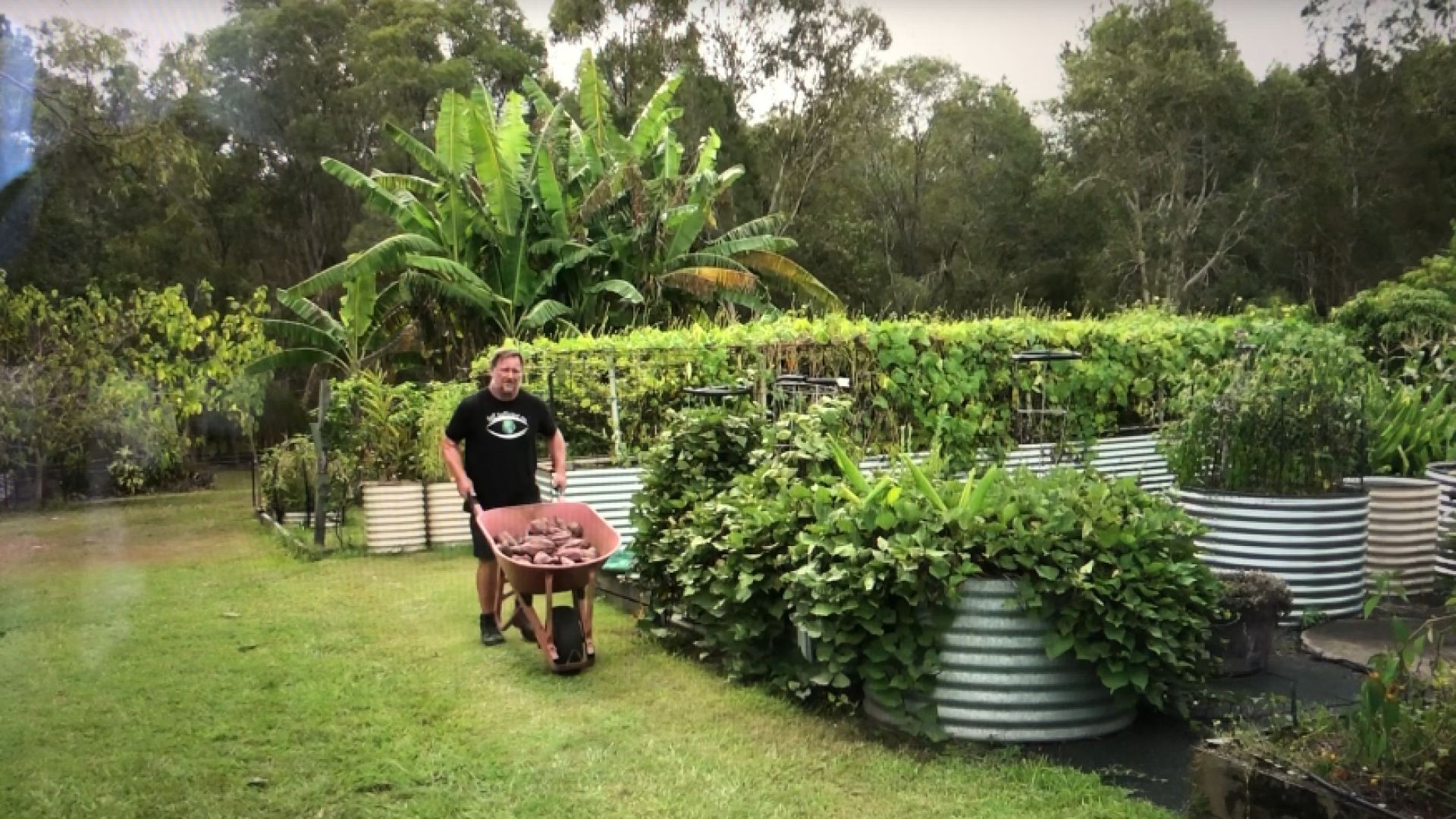 5 Tips How to Grow a Ton of Sweet Potato in One Container or Garden Bed (link below)