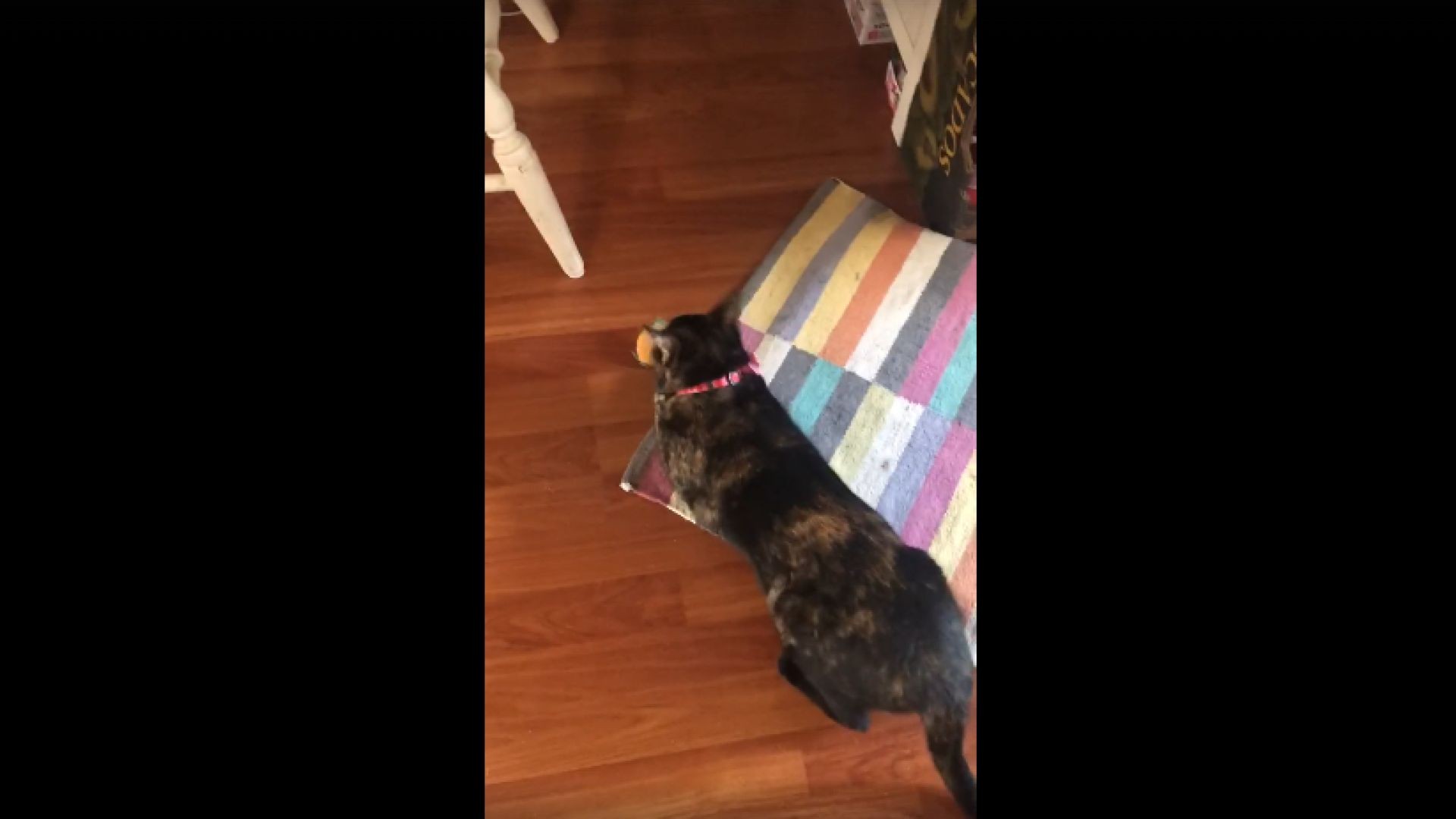 Moments with Nala