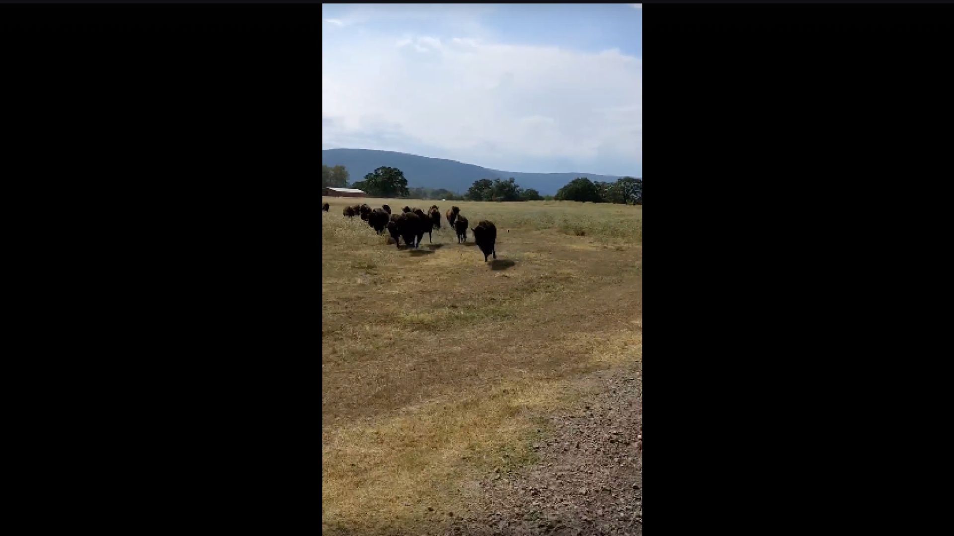 Feel the Power of the Bison